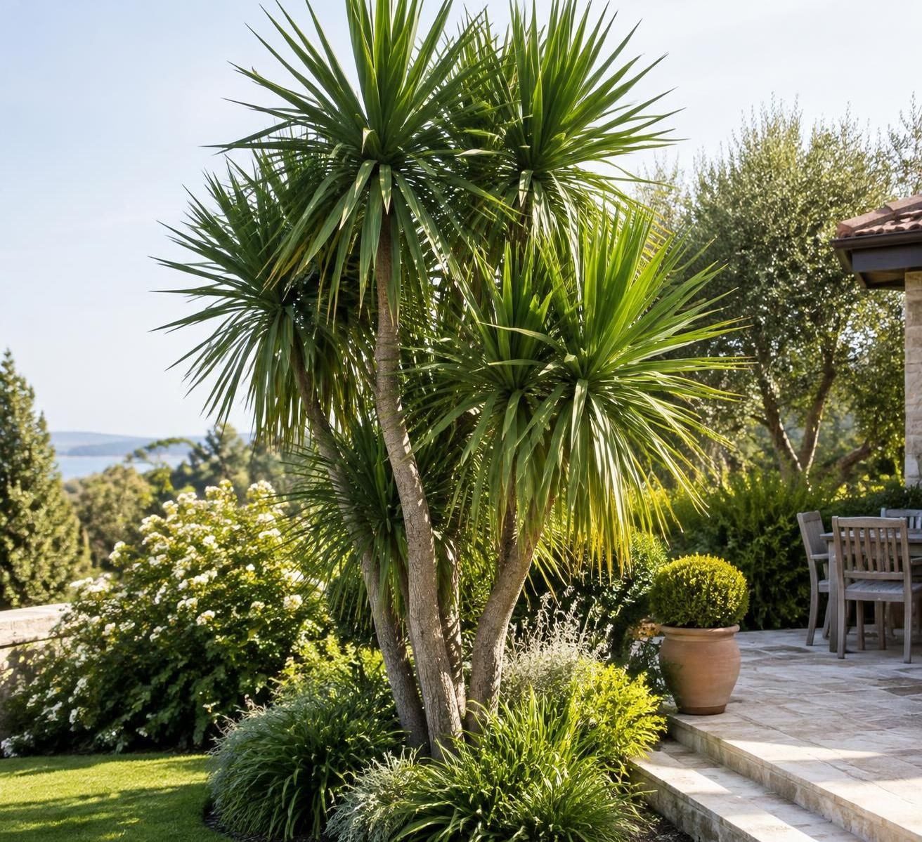 découvrez comment cultiver la cordyline australis en pot ou en pleine terre : exposition, arrosage, sol et conseils d’entretien pour une plante en pleine santé.