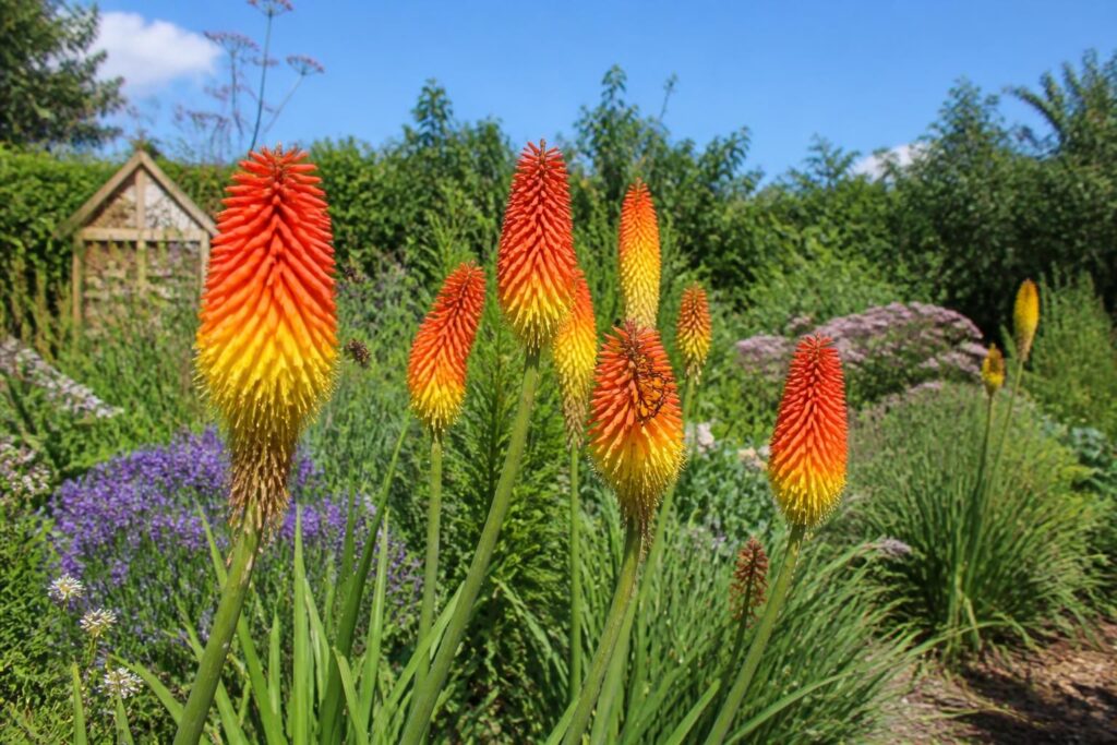 découvrez comment la kniphofia, plante exotique aux fleurs éclatantes, apporte couleur et vie à vos jardins écologiques tout en favorisant la biodiversité.
