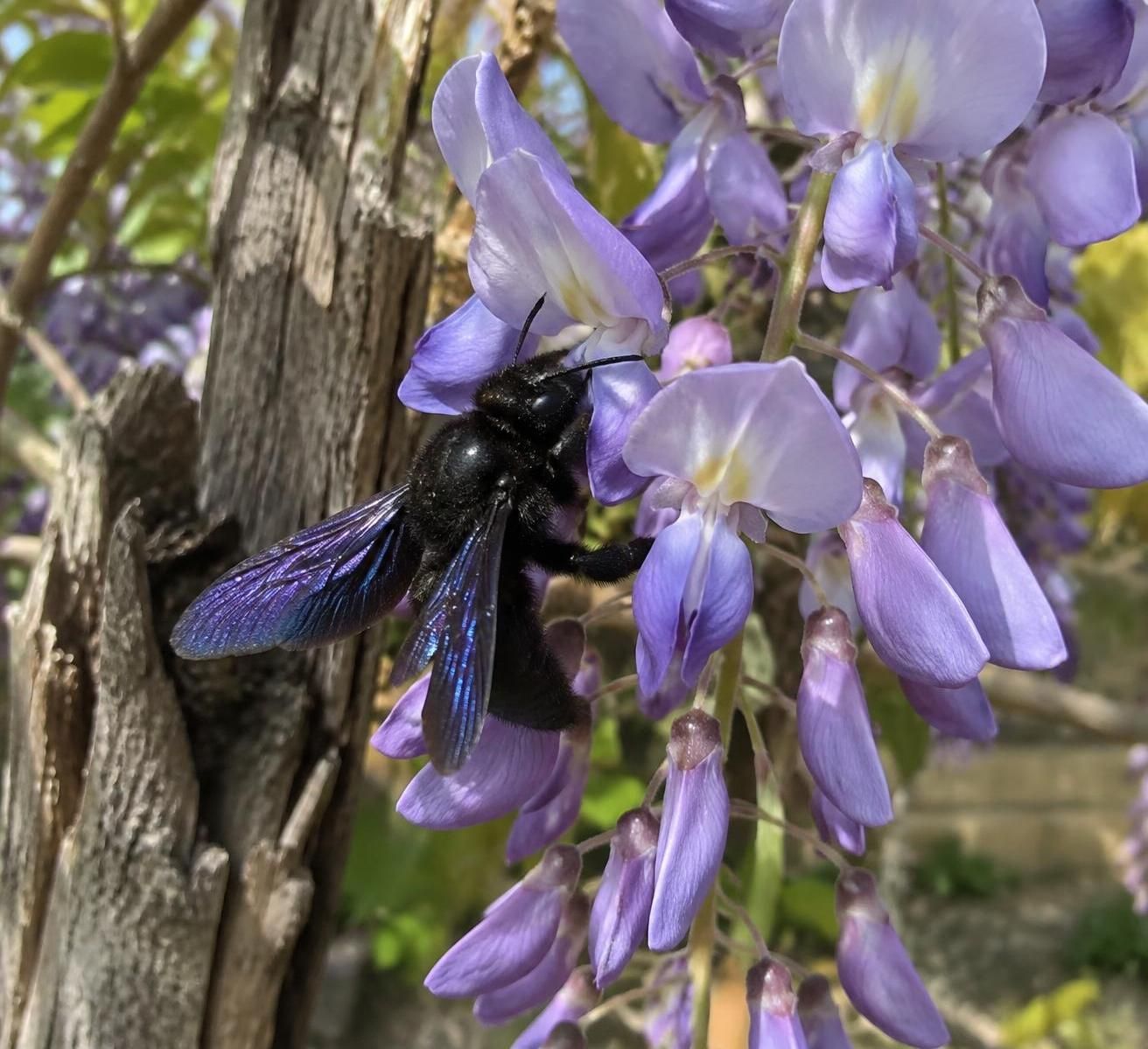 découvrez l’abeille bleue, une pollinisatrice méconnue qui contribue à la biodiversité locale et mérite d’être protégée.
