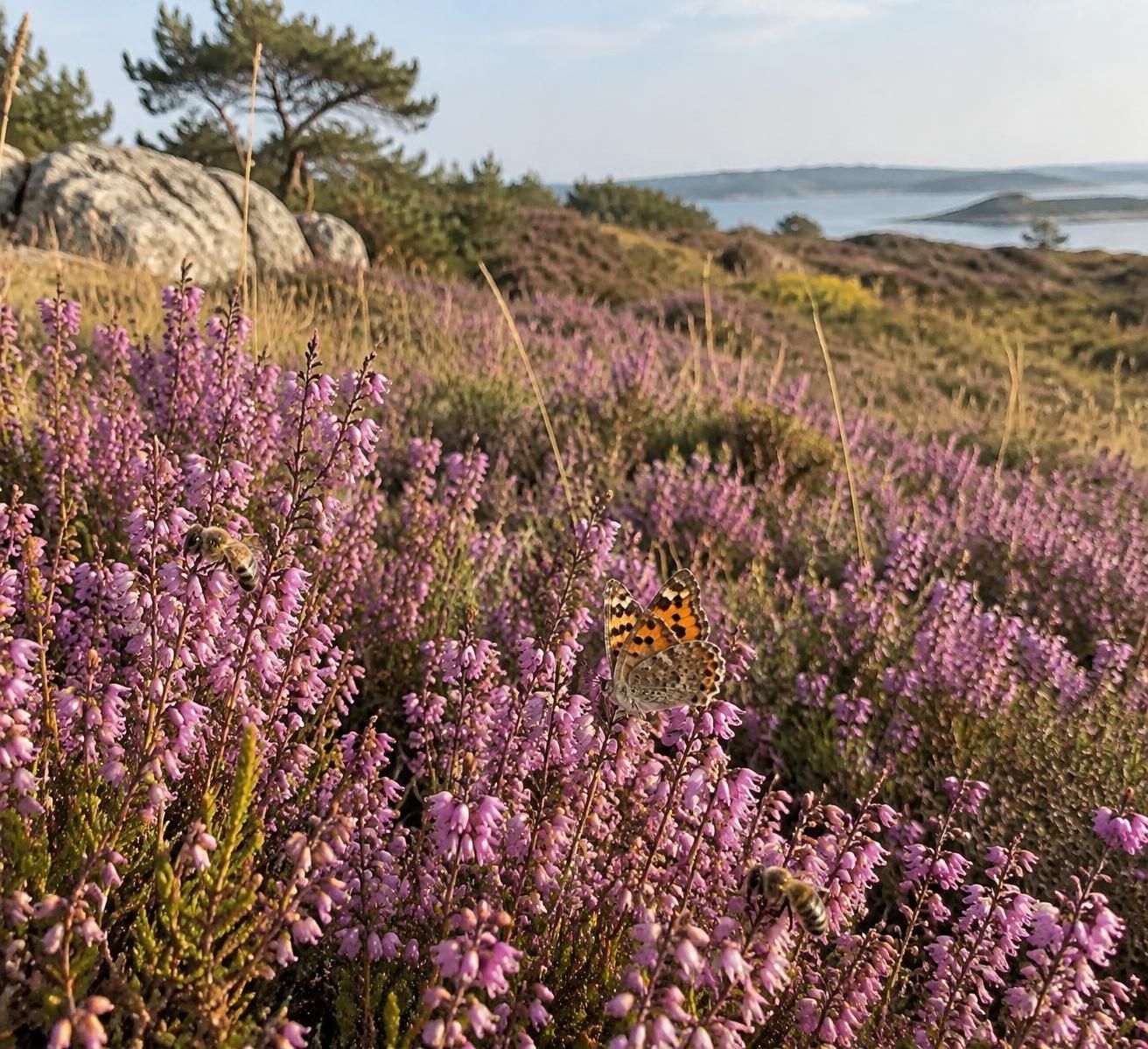 découvrez comment la bruyère, plante sauvage aux fleurs mellifères, nourrit les pollinisateurs et contribue à préserver la biodiversité locale.