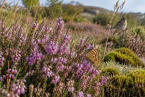 découvrez comment la bruyère, plante sauvage mellifère, nourrit les pollinisateurs et contribue à préserver la biodiversité locale.