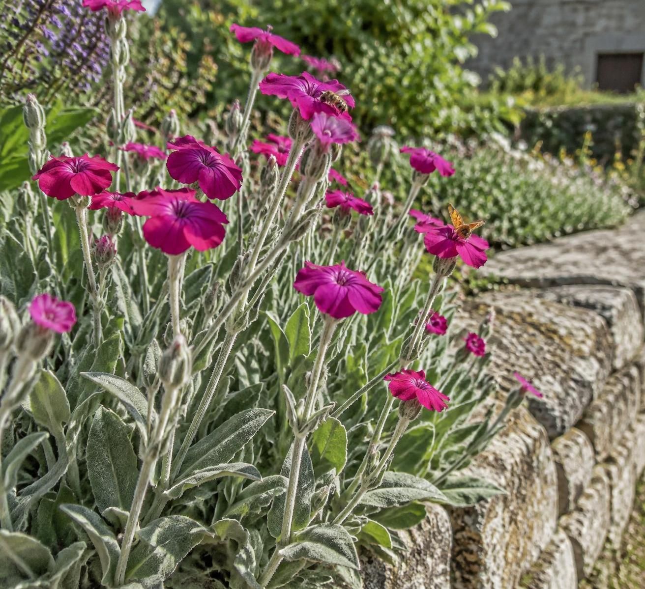 découvrez ce que la coquelourde révèle sur la biodiversité locale, les pollinisateurs et l’équilibre des écosystèmes qui l’entourent.