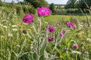 découvrez ce que la coquelourde, plante sauvage remarquable, révèle sur la biodiversité locale et l’équilibre des écosystèmes.