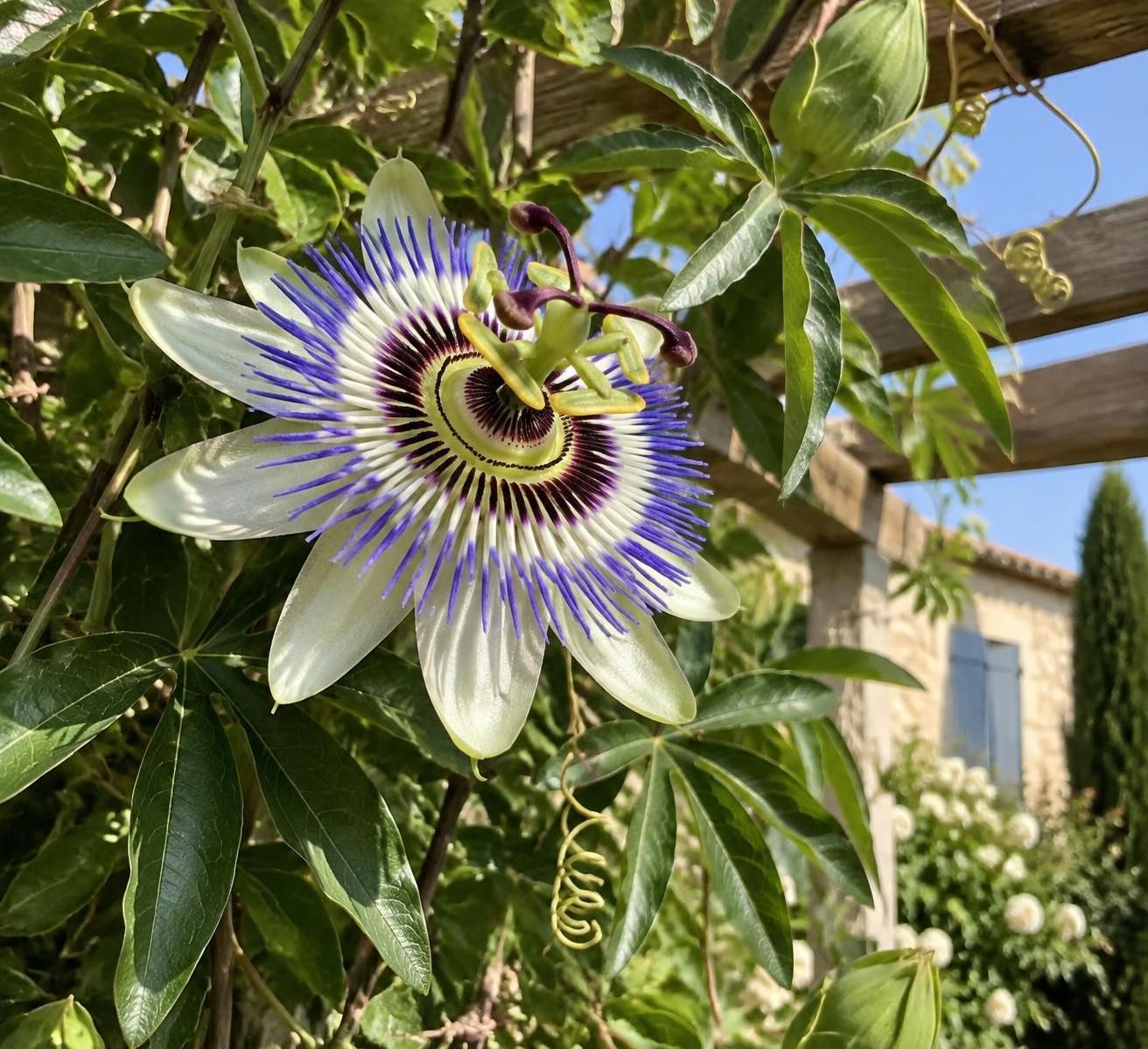 découvrez comment cultiver la passiflora caerulea, la célèbre fleur de la passion bleue : plantation, entretien et conseils pour réussir cette liane exotique chez vous.